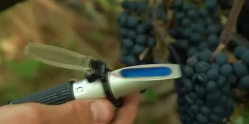 Многие винодельческие хозяйства Франции отдают часть своих участков под оливковые рощи. В 2024 году Москве прогнозируют рост ВВП