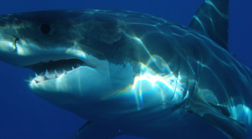 Эксперт Сапожников рассказал, как отразить нападение акулы