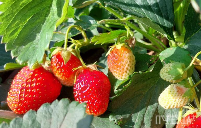 Продукты, разжижающие кровь и препятствующие образованию тромбов, перечислили в Роскачестве