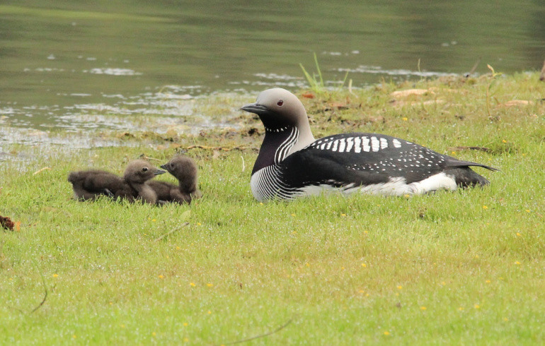 В Челябинской области чернозобые гагары вывели птенцов на водную прогулку