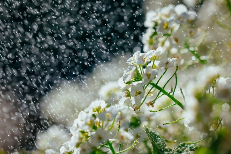 Несмотря на +33 °C, дожди не покинут Приморье и на следующей неделе