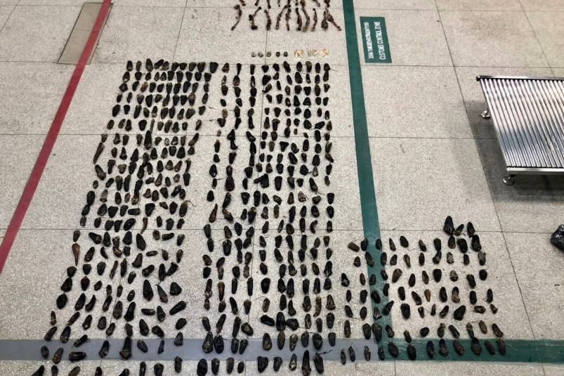 Контрабандиста, перевозившего части диких животных в топливном баке, задержали в Приморье