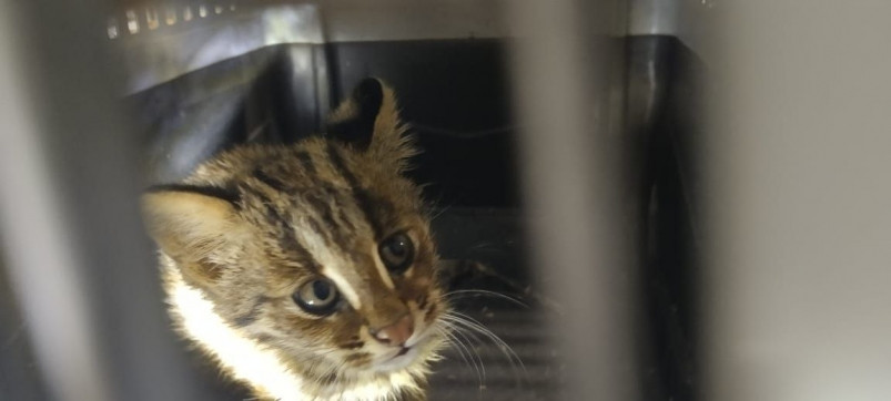 Потерявшего маму дикого котенка поместят в приют в Приморье