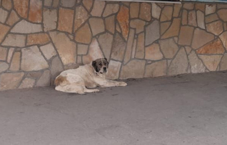 В Троицке разыскивают хозяина собаки, напавшей на 11-летнюю девочку