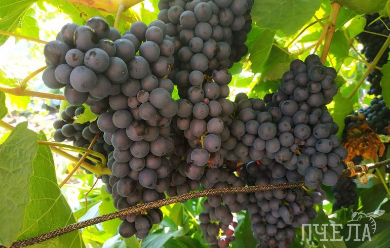 Кому запрещено употреблять виноград и можно ли его есть с косточками, рассказали эксперты