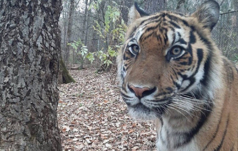 В Хабаровске погиб тигр Гектор, которого выходил челябинский зоозащитник Даллакян