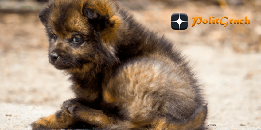 «Наши дети не должны быть жертвами бездействия взрослых»: Чиновники ответят за бездомных животных