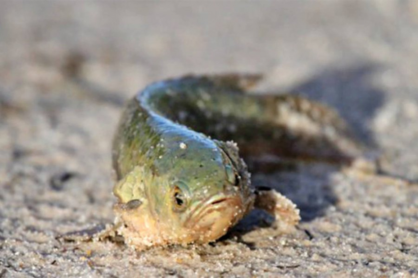 РИА «Новости»: Биологи развеяли мифы вокруг одной из самых загадочных рыб