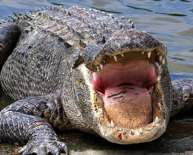 В Коста-Рике крокодил заживо съел футболиста Ортиса в реке Каньяса