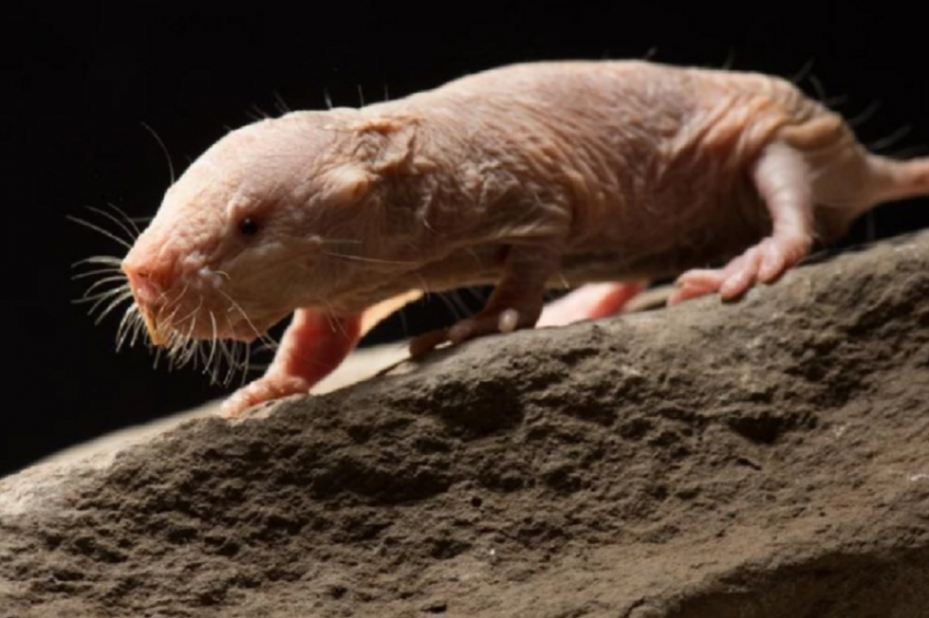«Nature»: Ученые обнаружили у голых землекопов ген долгожительства