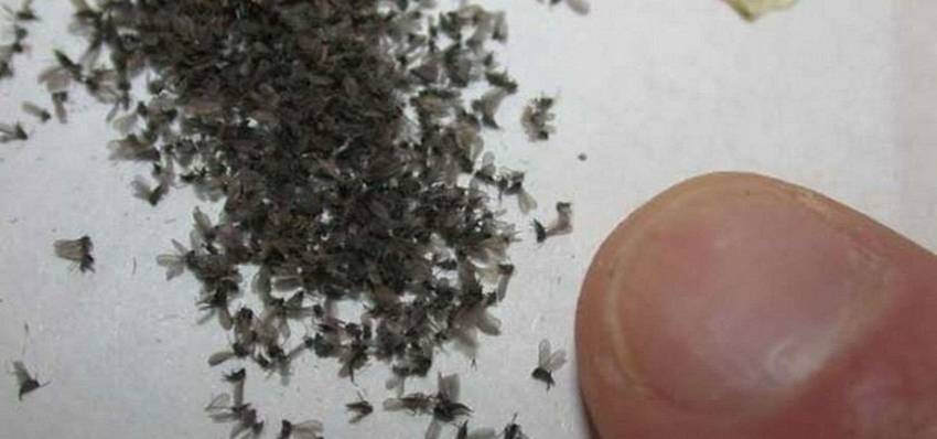 Как избавиться от мошек на кухне и в квартире: 5 действенных методов