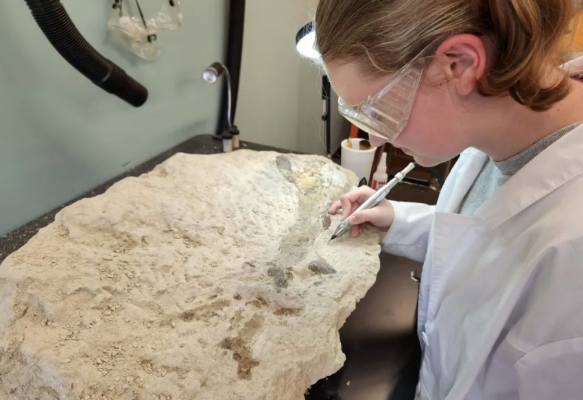 В США нашли череп кита, которому 34 миллиона лет