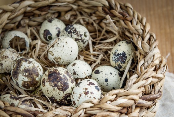 Врач Арзамасцев рассказал о пользе перепелиных яиц для пожилых людей