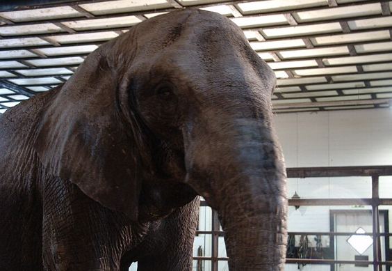 Слониха убила старосту деревни в Таиланде во время столкновения слонов с фермерами