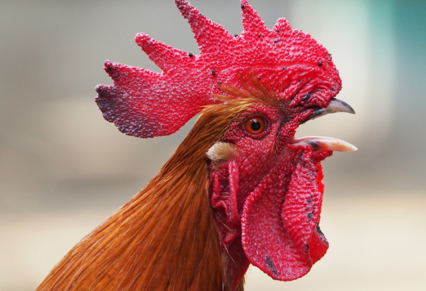 Нейробиологи заявили, что петухи могут узнавать себя в зеркале