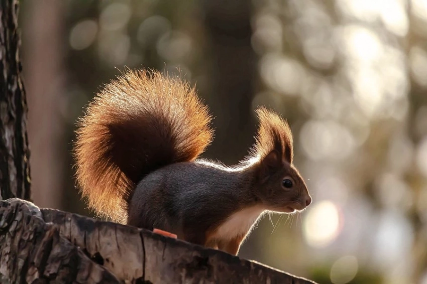 Кормящиеся с рук белки случайно изменили свои черепа