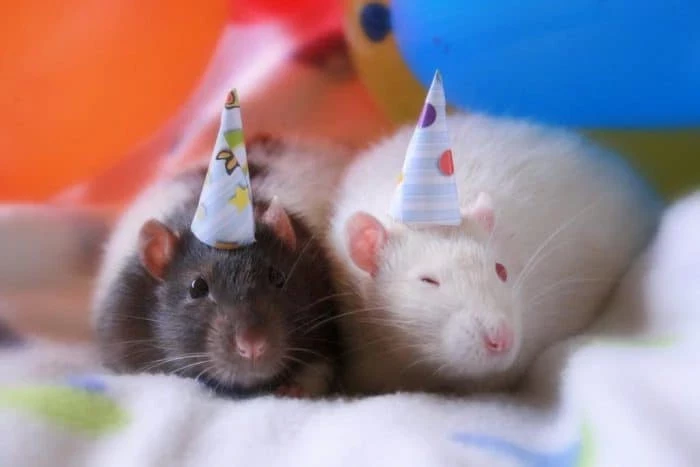 Всемирный день крысы 4 апреля 2025 года посвящен защите декоративных грызунов