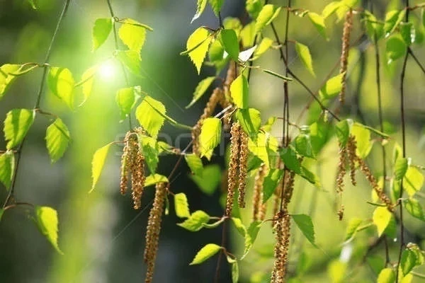 Берещенье отмечают православные 11 апреля 2025 года