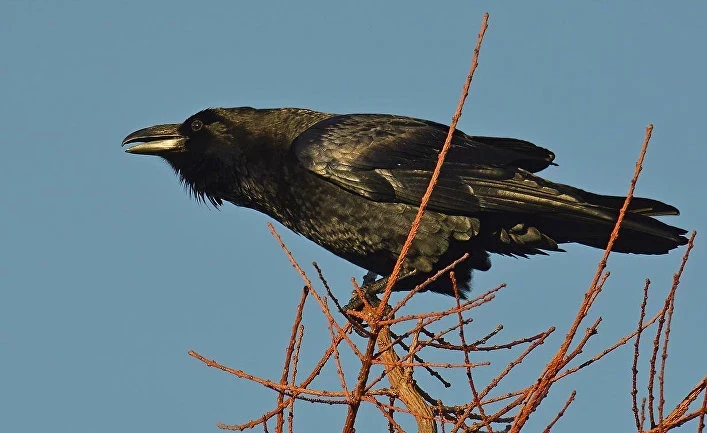 Какие народные и церковные праздники отмечаются 15 апреля 2025 года: традиции и приметы