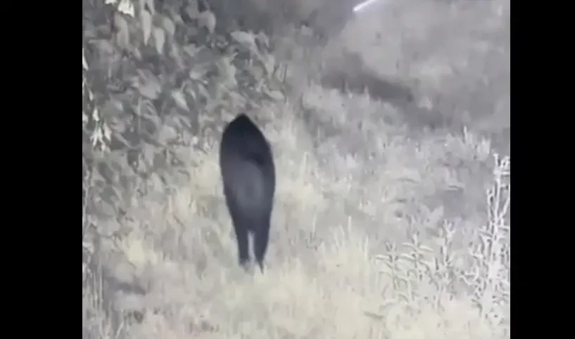 «Кабан-ухилянт»: украинские пограничники «троллят» уклонистов кадрами убегающего в Румынию животного