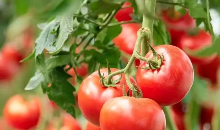 Украшение зимнего стола: 7 секретов маринованных помидоров, которые превратят томаты в деликатес