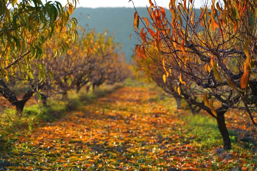 Какие фруктовые деревья стоит высаживать осенью, чтобы повысить приживаемость
