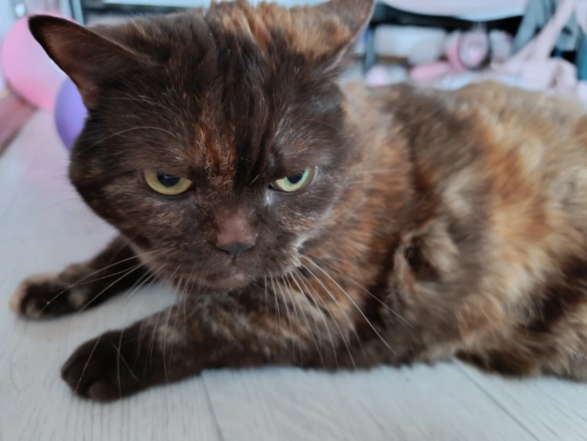 Признаки того, что кошка умирает: как распознать и помочь любимому питомцу?