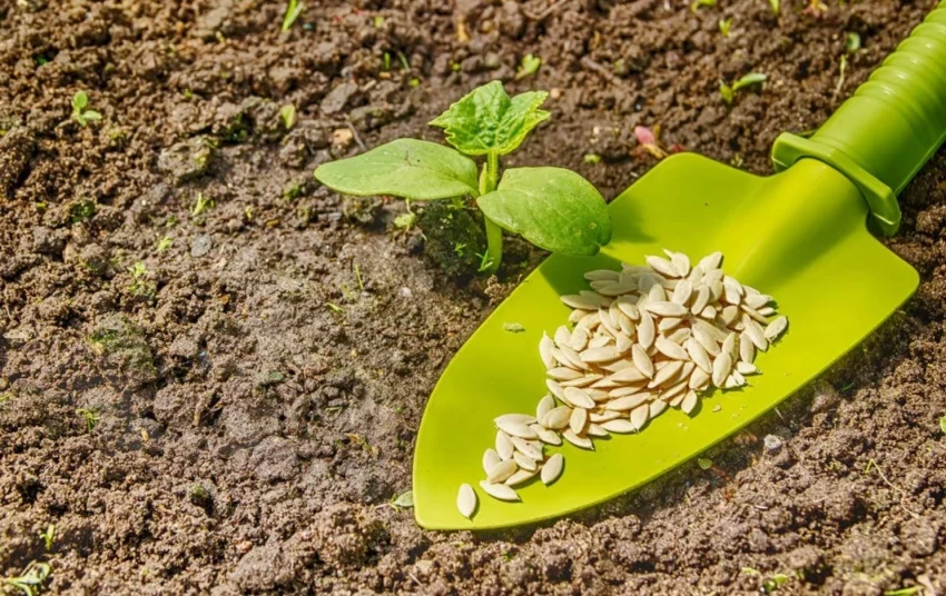 Как береза и одуванчик могут подсказать время, когда сеять огурцы в открытый грунт