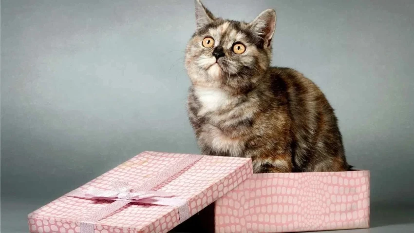 Тайна всех котов: почему они так любят коробки